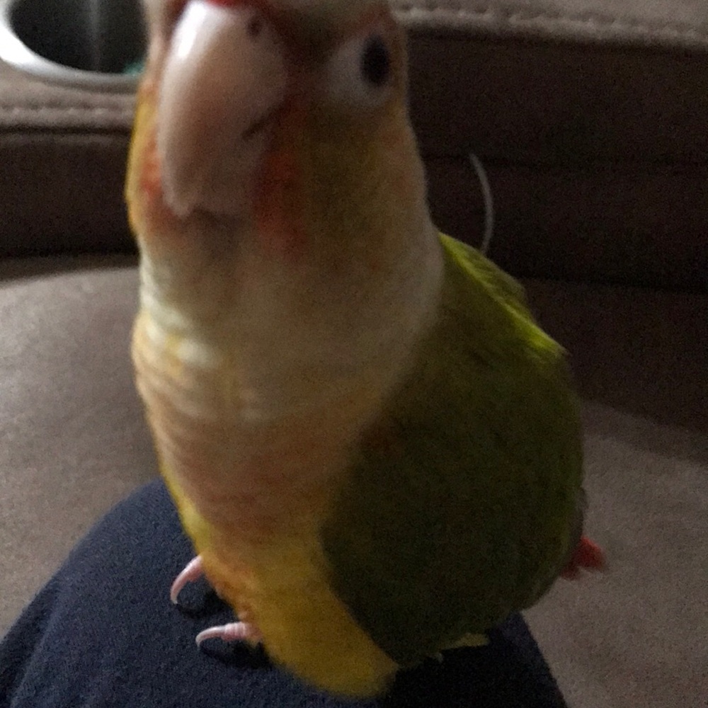 Meet your Posher, Kailee